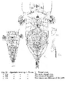 Rousselet, C F (1902): Journal of the Royal Microscopical Society 22 p.408, pl.8, fig.19